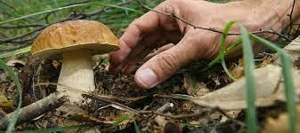 CONTROLLO COMMESTIBILITA` DEI FUNGHI